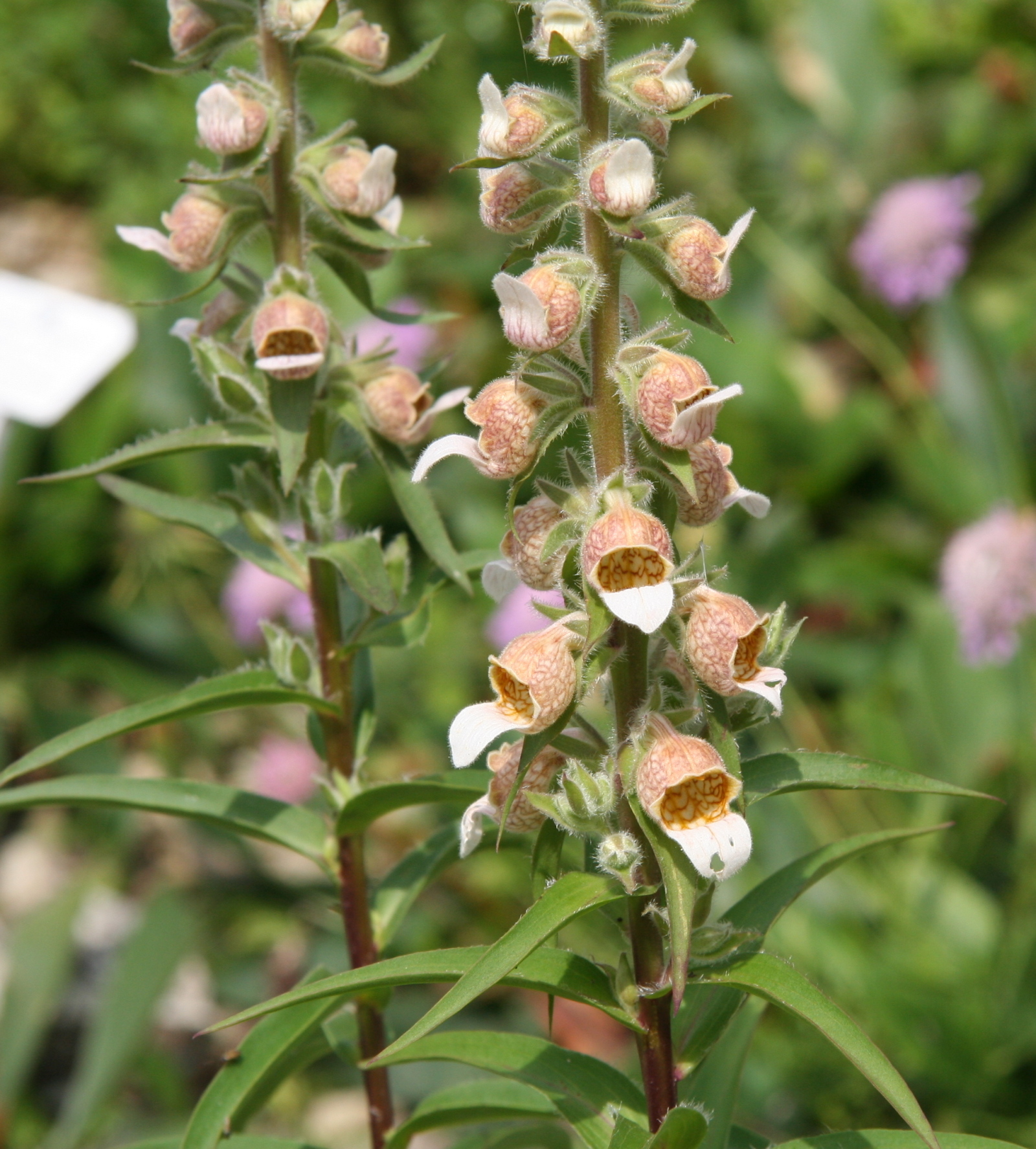 Digitalis lanata